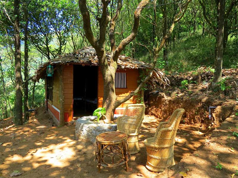 Forest Camping